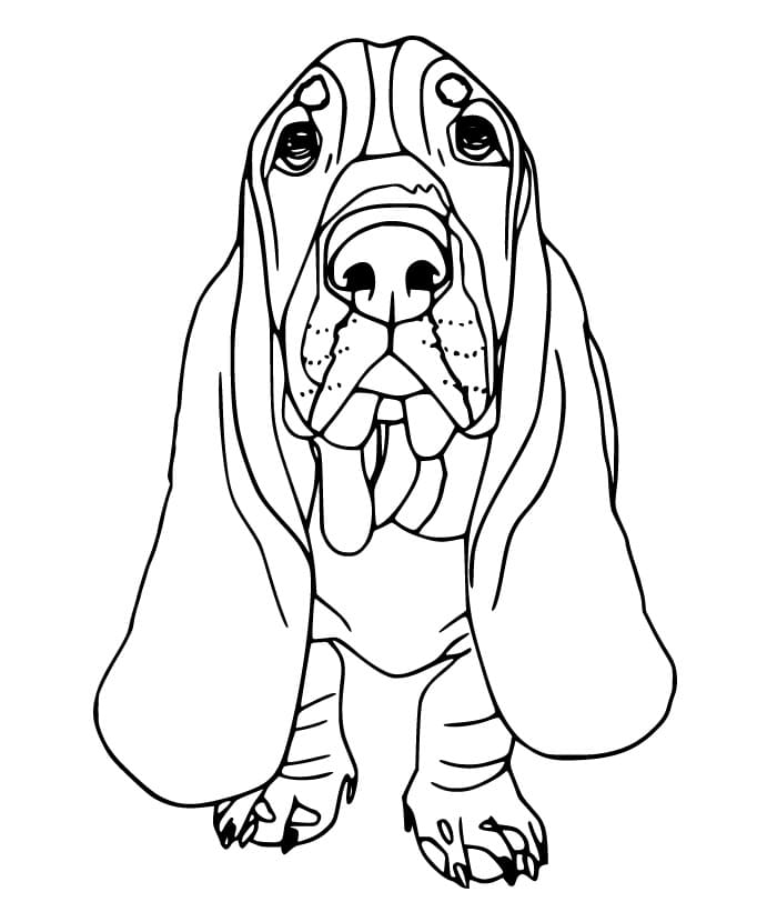 Cute Basset Hound Coloring Page