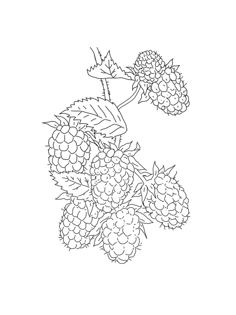 Pretty Blackberries Coloring Pages