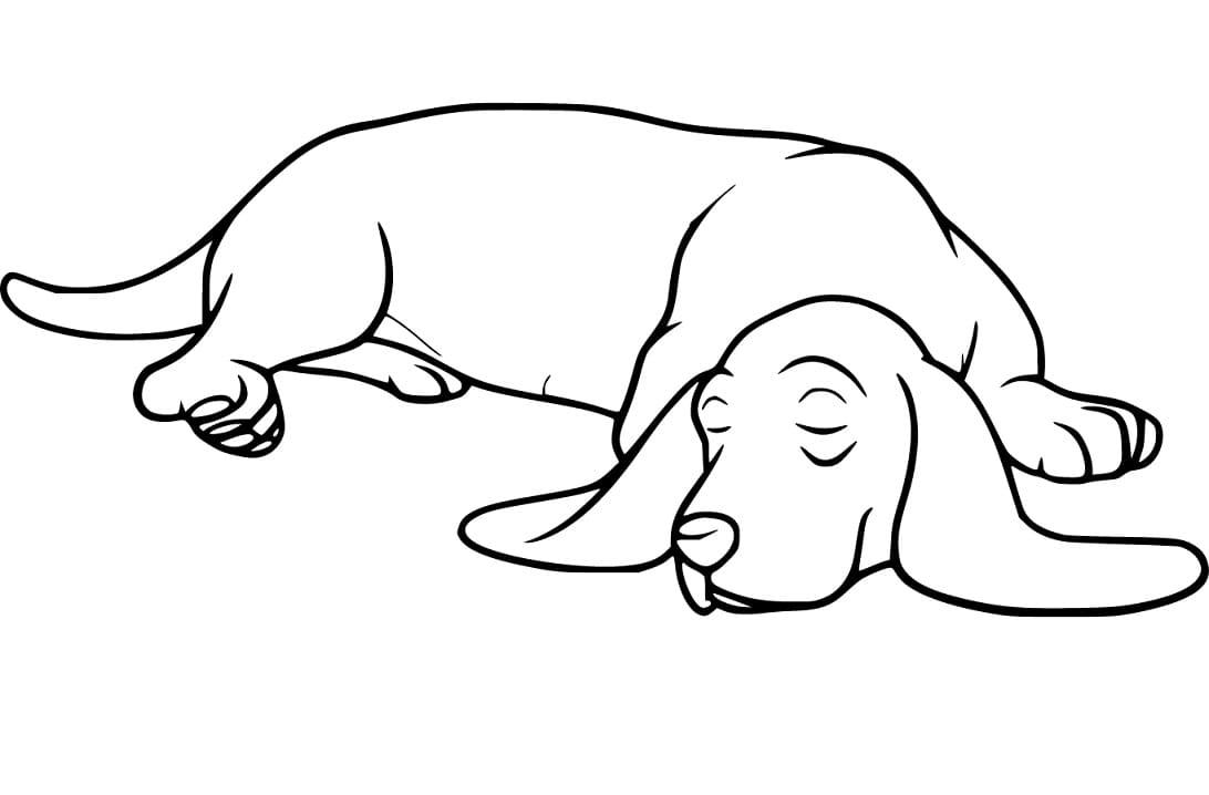 Sleeping Basset Hound Coloring Page