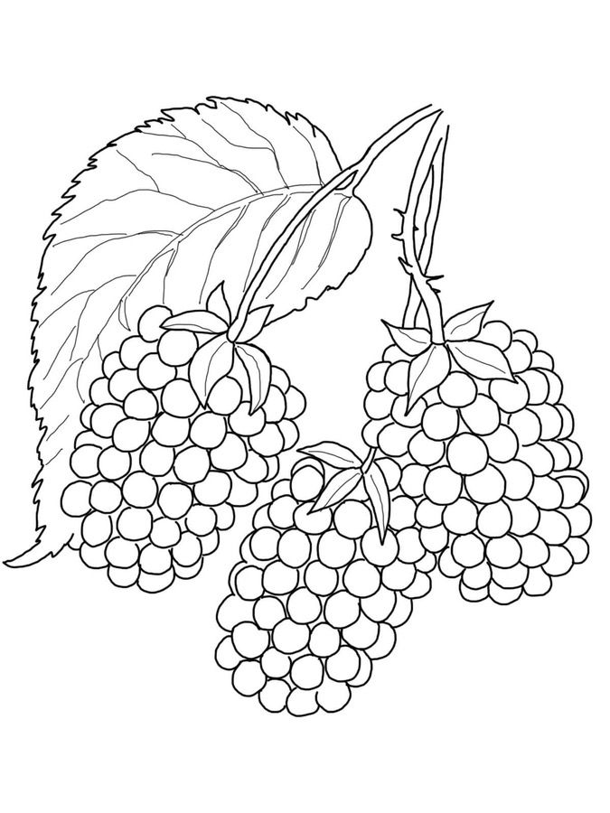 Three Blackberries Coloring Page