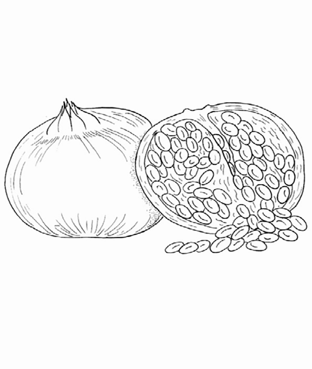 Pomegranate Coloring Pages