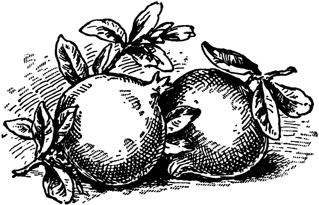 Three Pomegranates Coloring Page