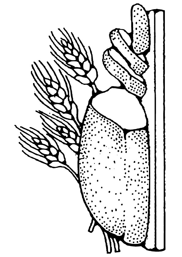 Wheat Grain Bread Coloring Page