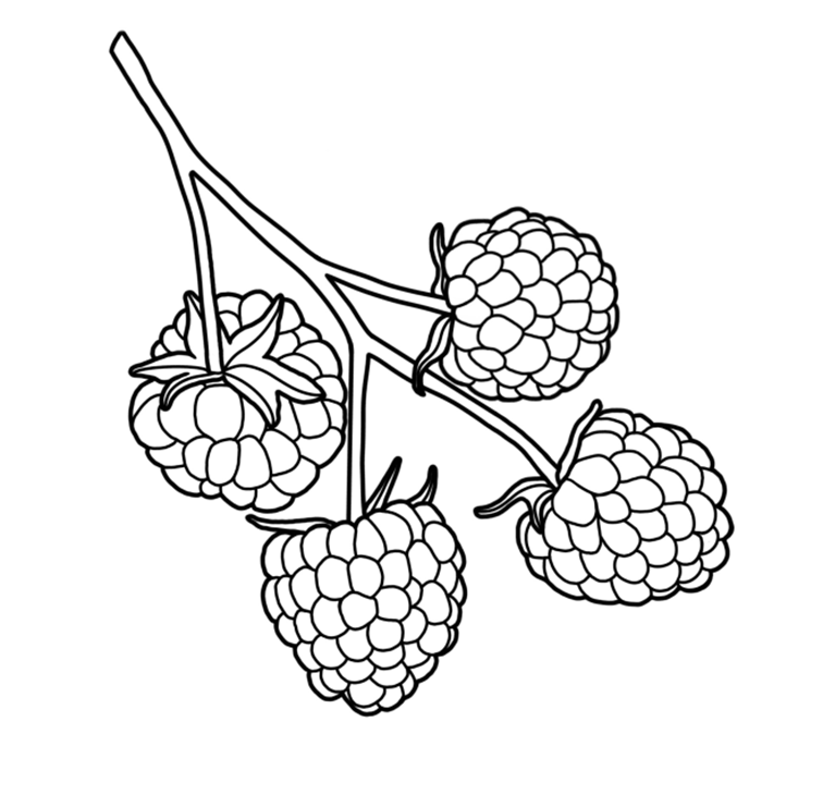 Bunch Of Raspberries Coloring Page