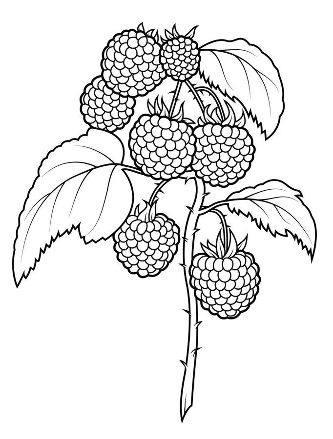 Raspberries On Bush Coloring Page