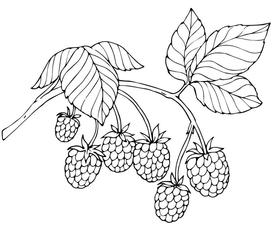 Raspberry Bush Coloring Page