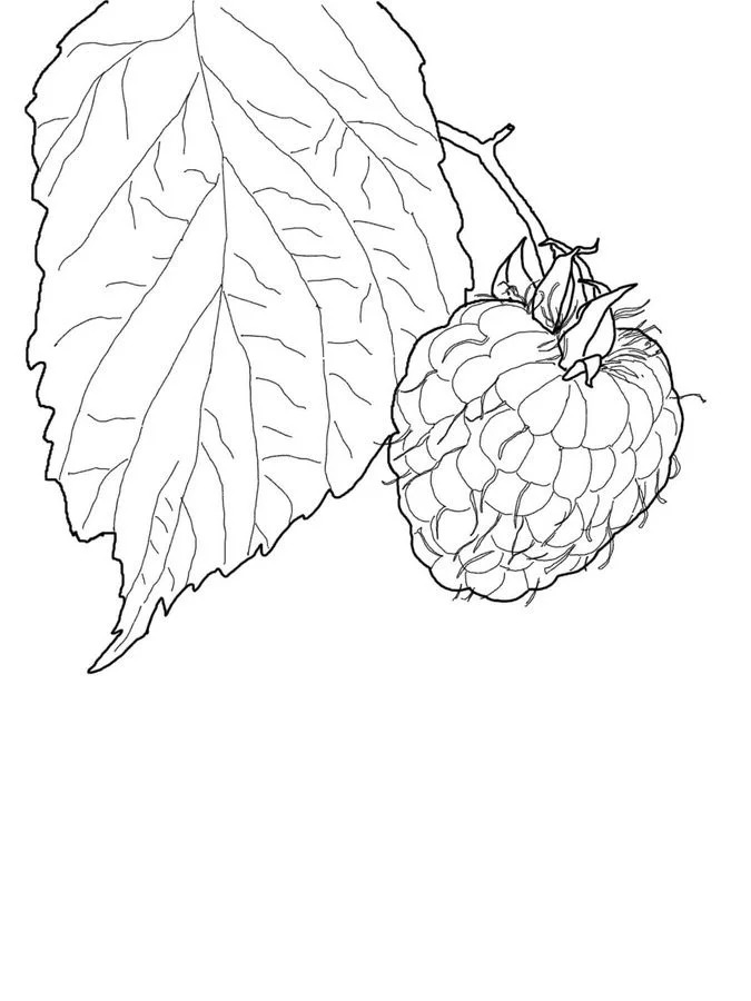Raspberry Coloring Page