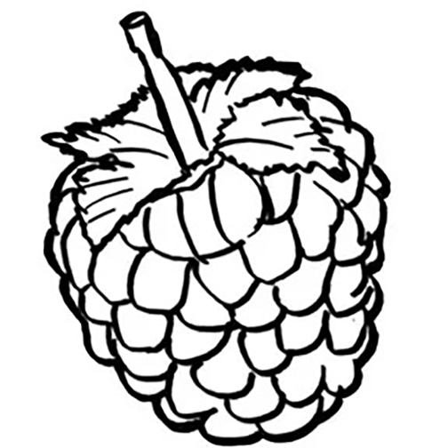 Raspberry Coloring Pages