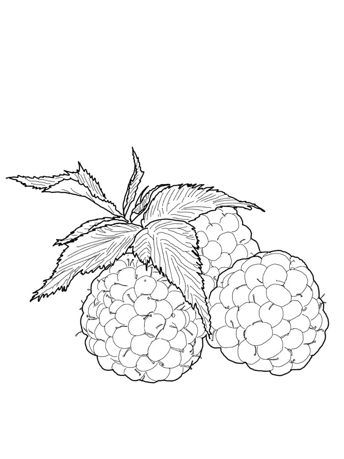 Three Raspberries Coloring Page