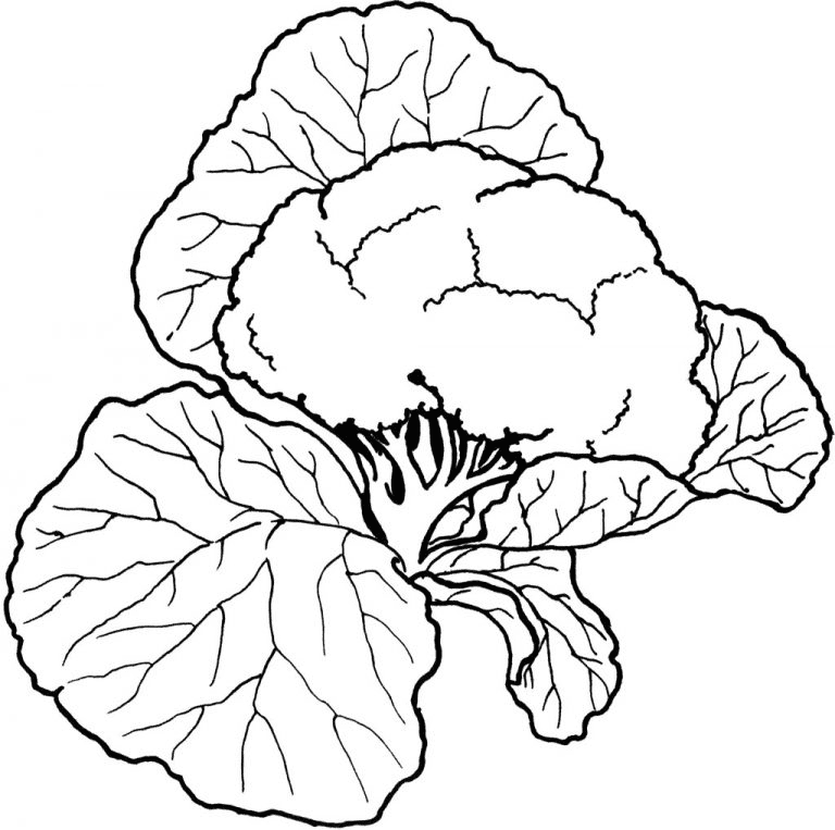 Cauliflower Coloring Pages