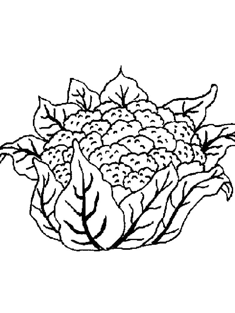 Pretty Cauliflower Coloring Page