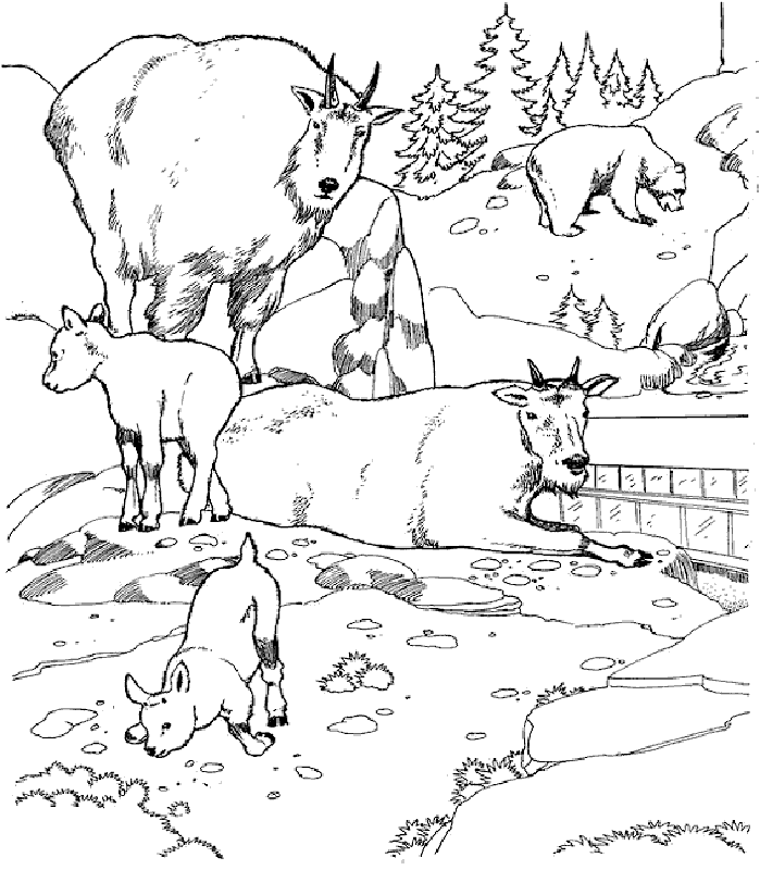 Animals In Tundra Biome Coloring Page