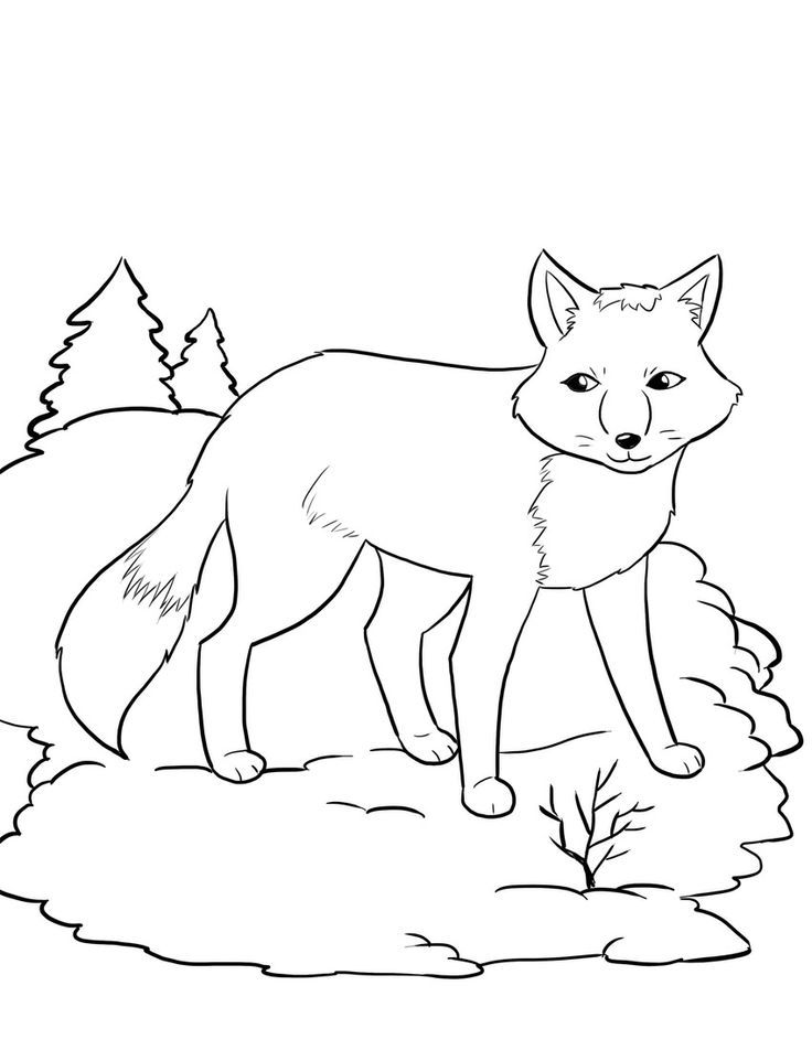 Arctic Fox Coloring Page