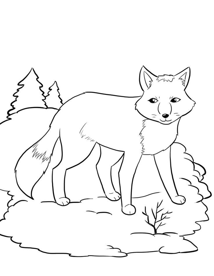 arctic hare coloring pages