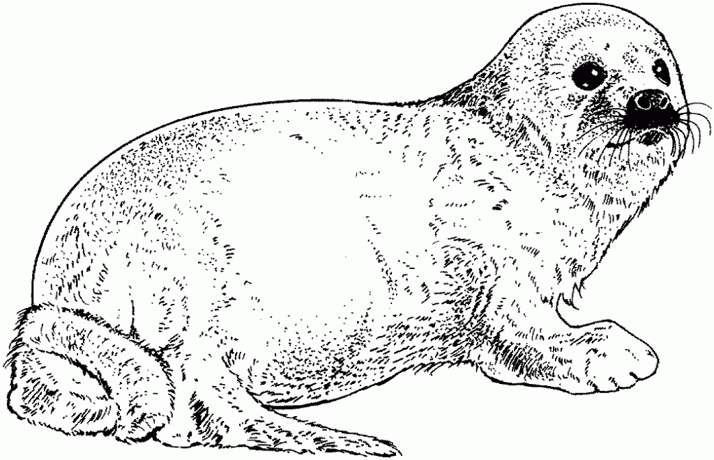 Arctic Seal Coloring Page