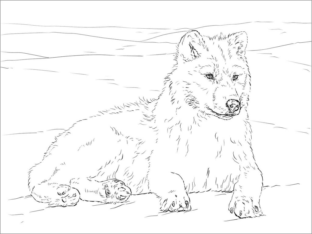 Arctic Wolf Coloring Page