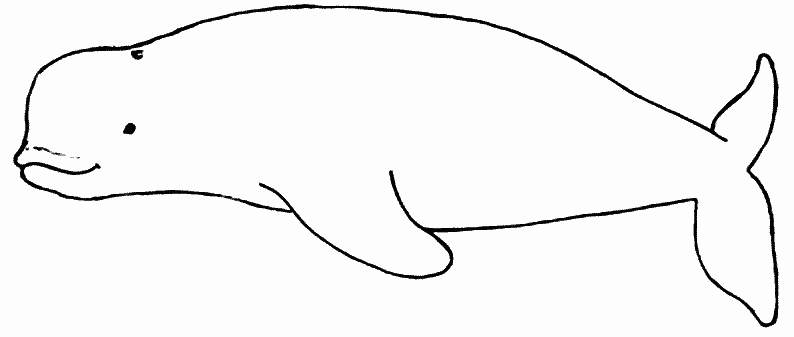 Beluga Whale Coloring Page