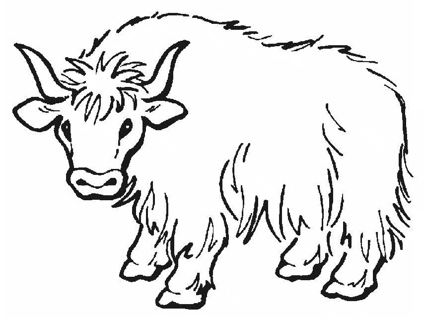 Bison Coloring Page