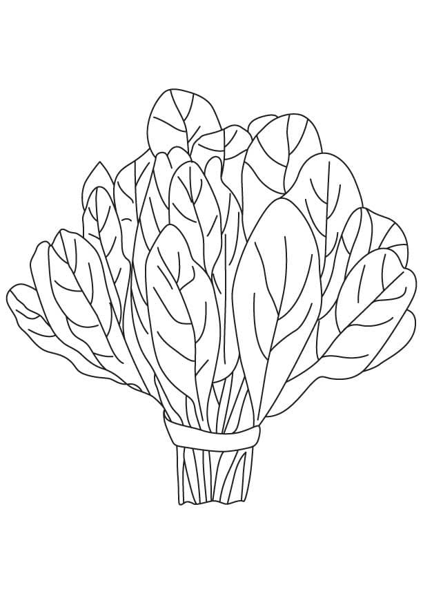 Bunch Of Spinach Coloring Page