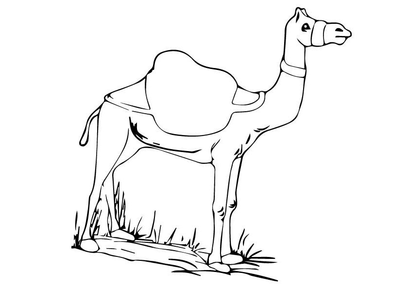 Camel Desert Animal Coloring Page