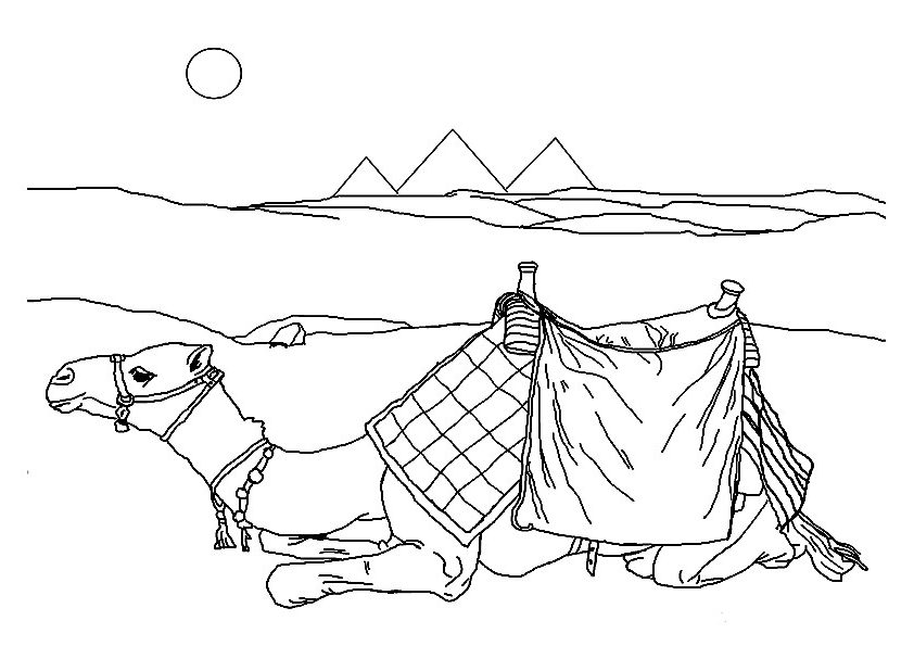 Camel In The Desert Coloring Page