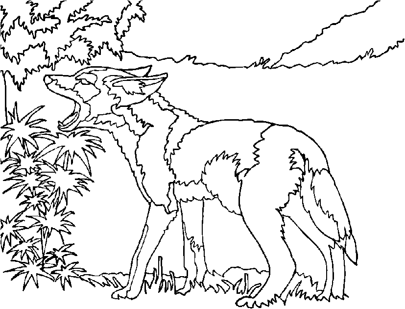 Coyote Coloring Page