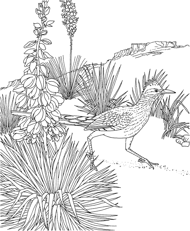 Desert Bird Coloring Page