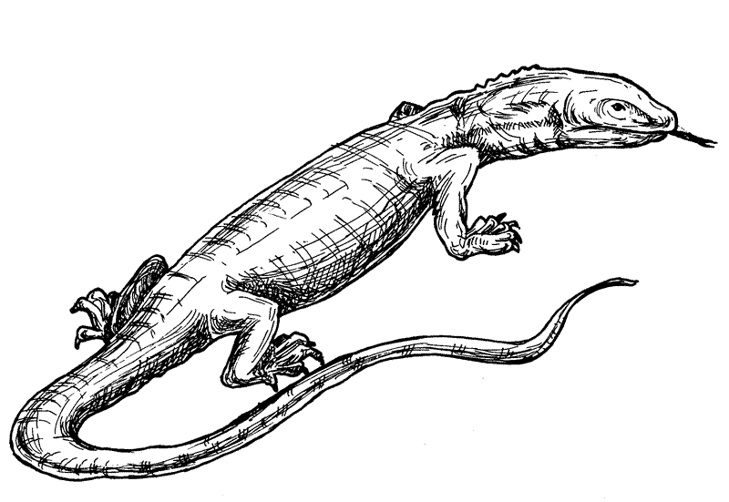 Desert Monitor Coloring Page