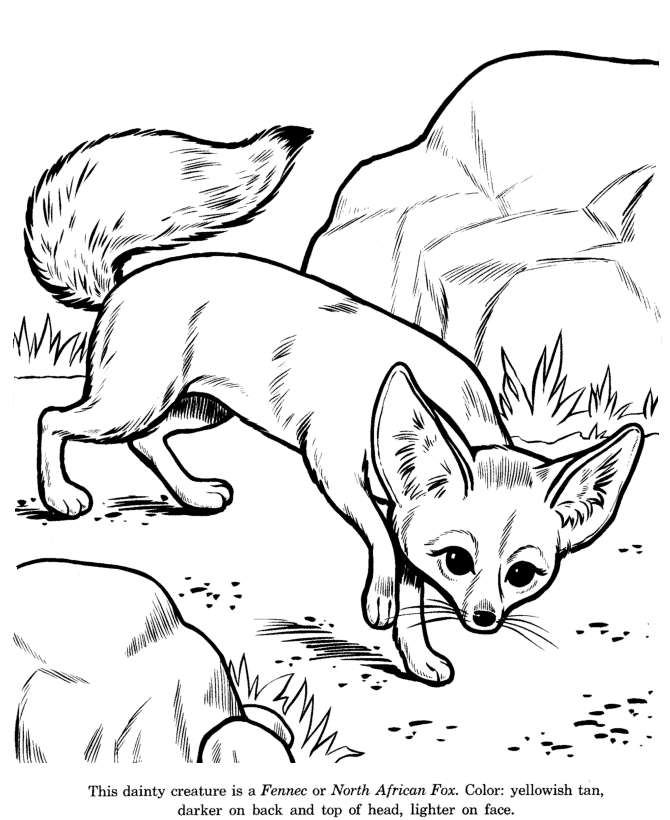 Fennec Fox In The Desert Coloring Page