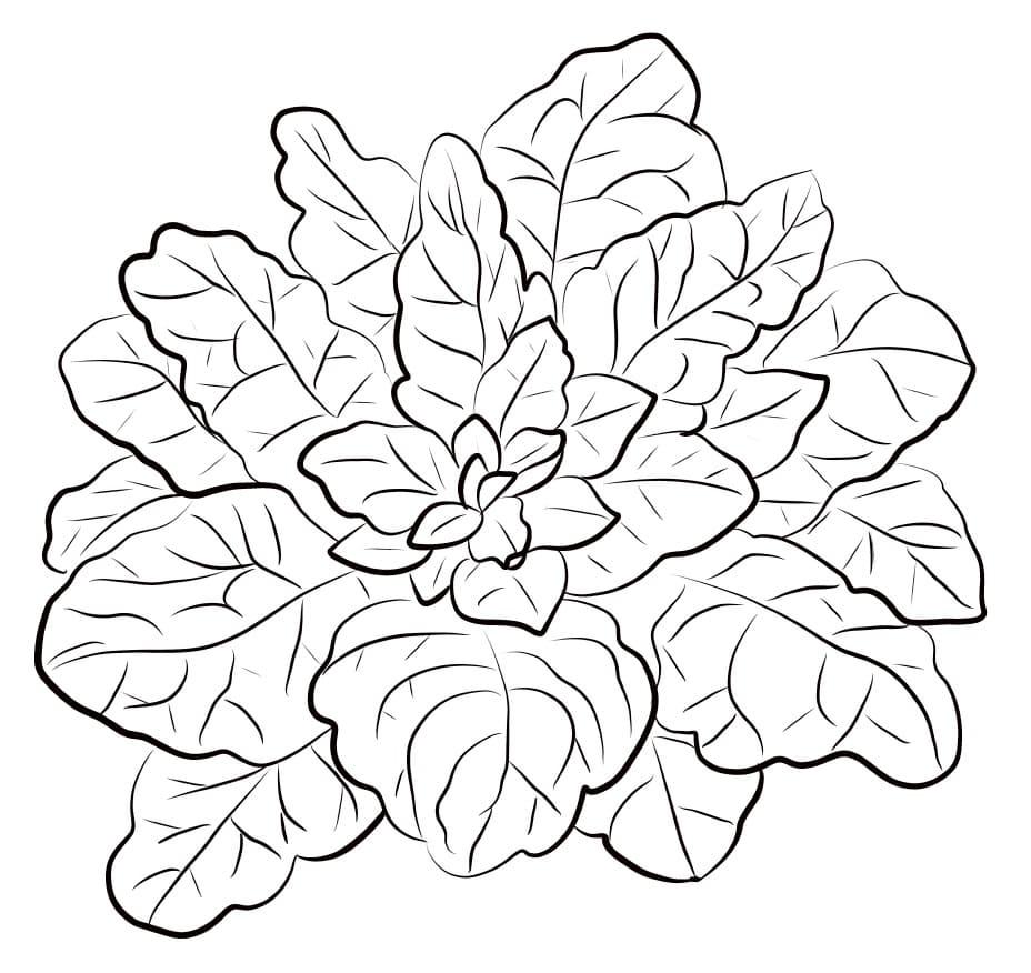 Garden Spinach Coloring Page