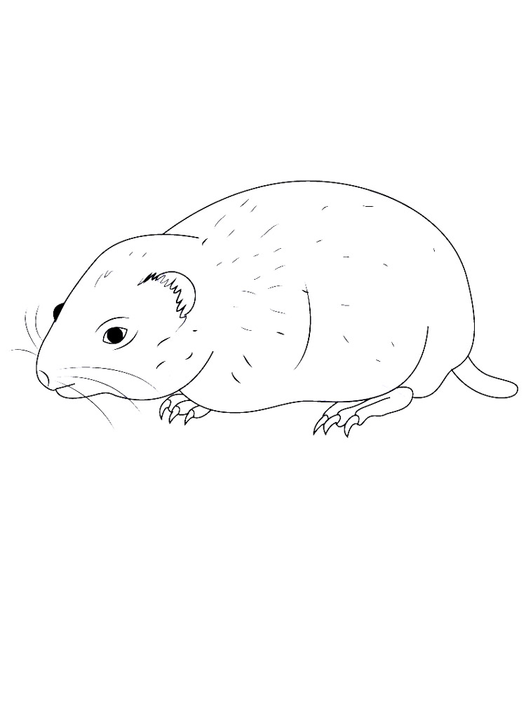 Groundhog Coloring Page