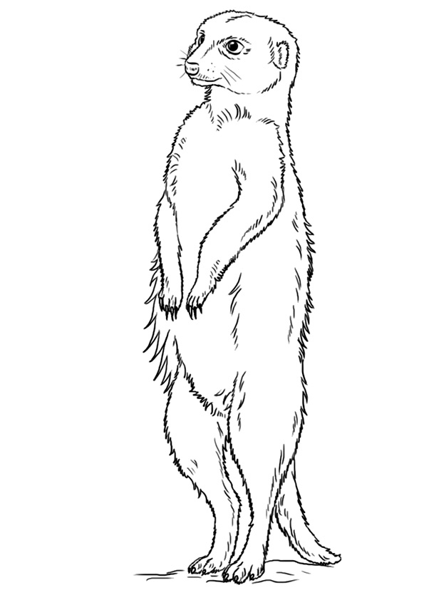 Meerkat Desert Animal Coloring Page