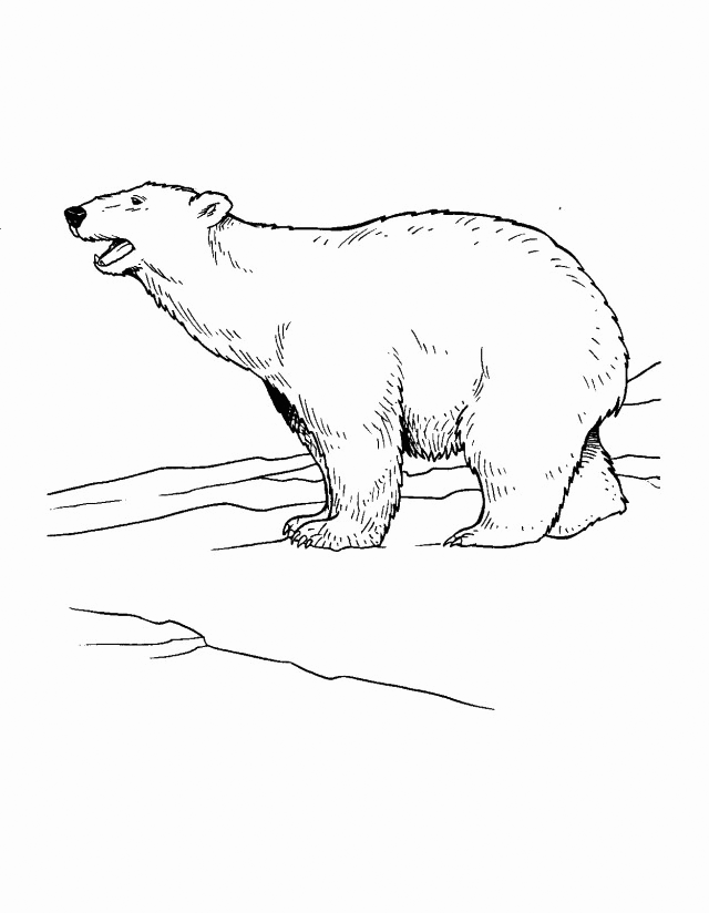 Polar Bear Tundra Animal Coloring Page