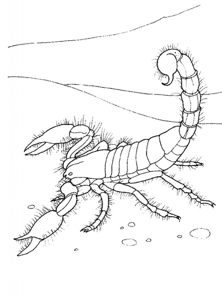 Scorpion Desert Animal Coloring Page