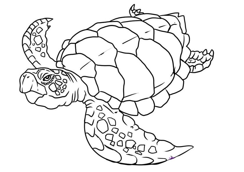 Sea Turtle Coloring Page