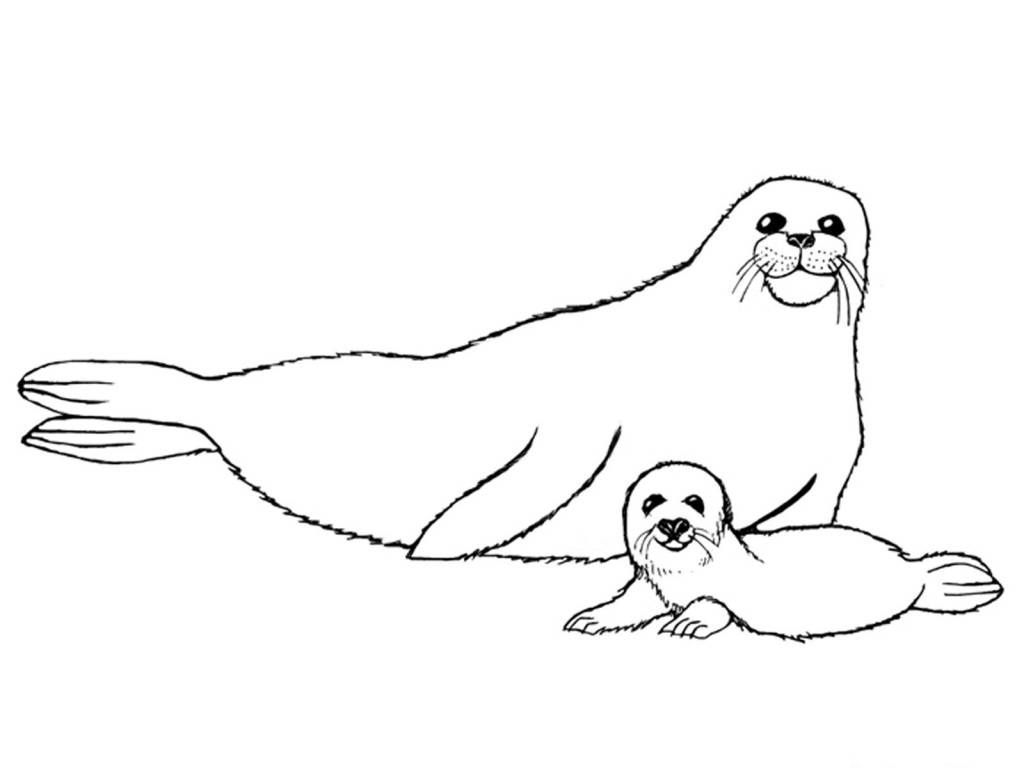 Seal And Baby Coloring Page