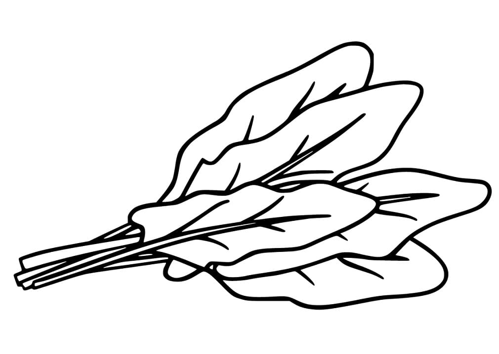 Spinach Leaves Coloring Page