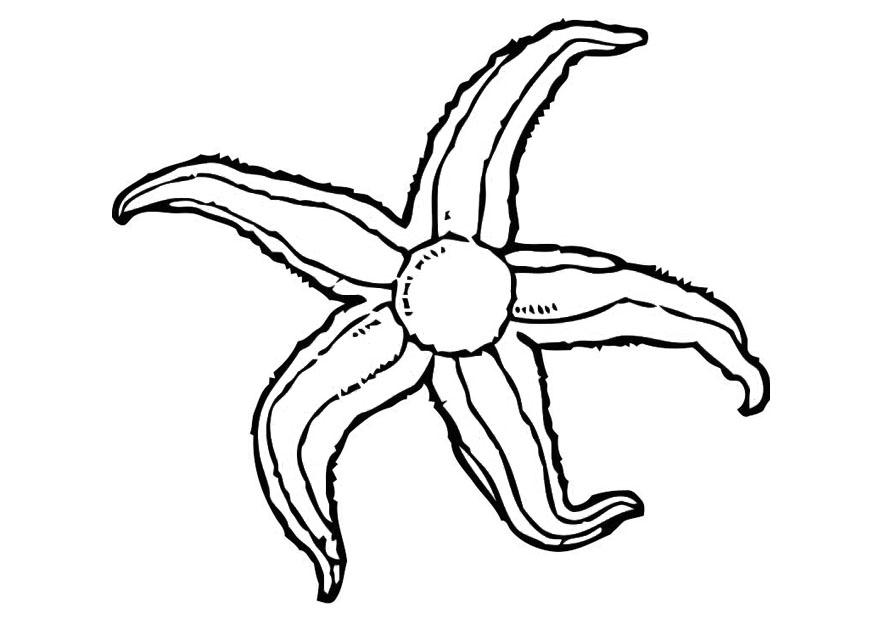 Starfish Coloring Page