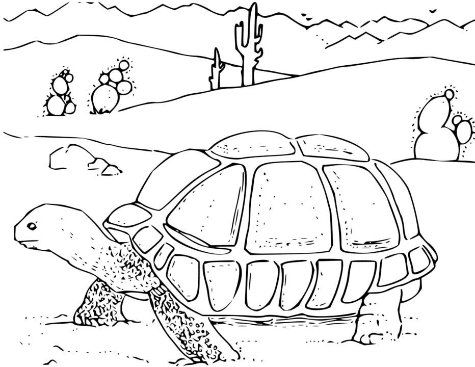 Tortise In The Desert Coloring Page