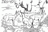 Tundra Animals Coloring Page