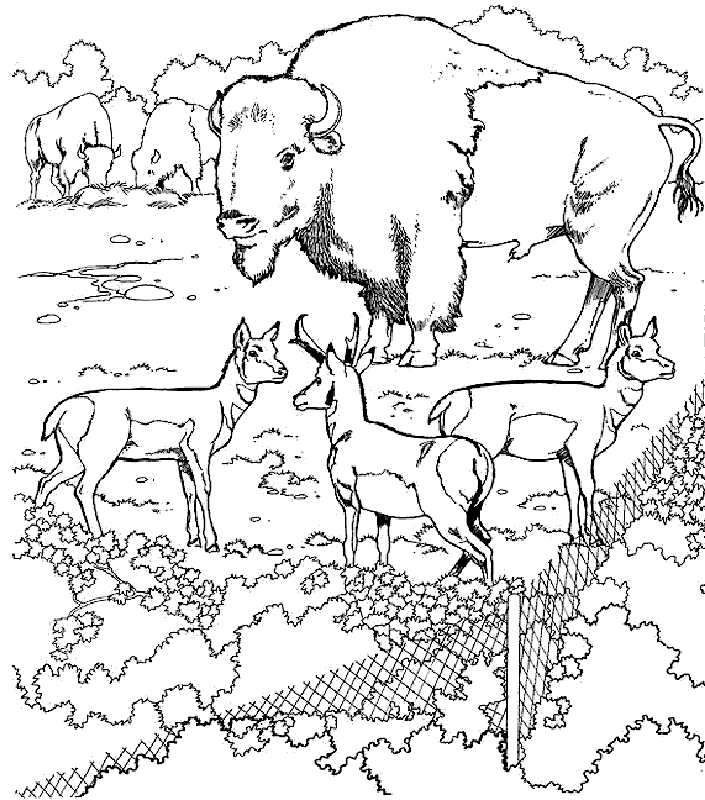 Tundra Animals Coloring Page