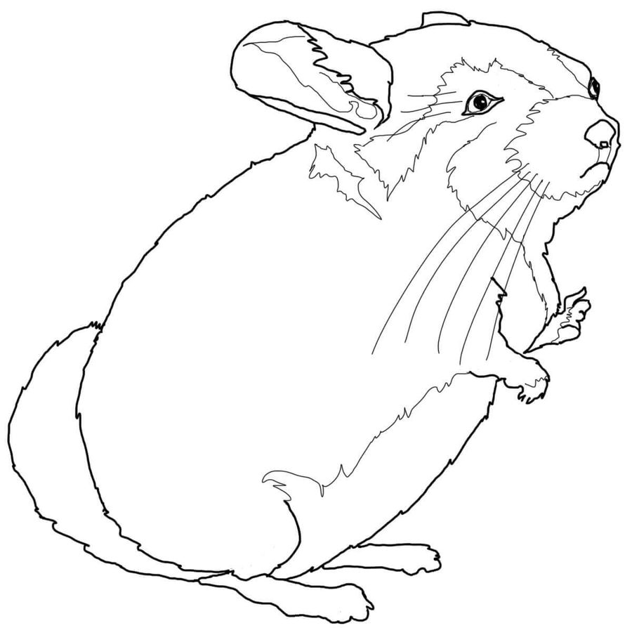 Tundra Mouse Lemming Coloring Page