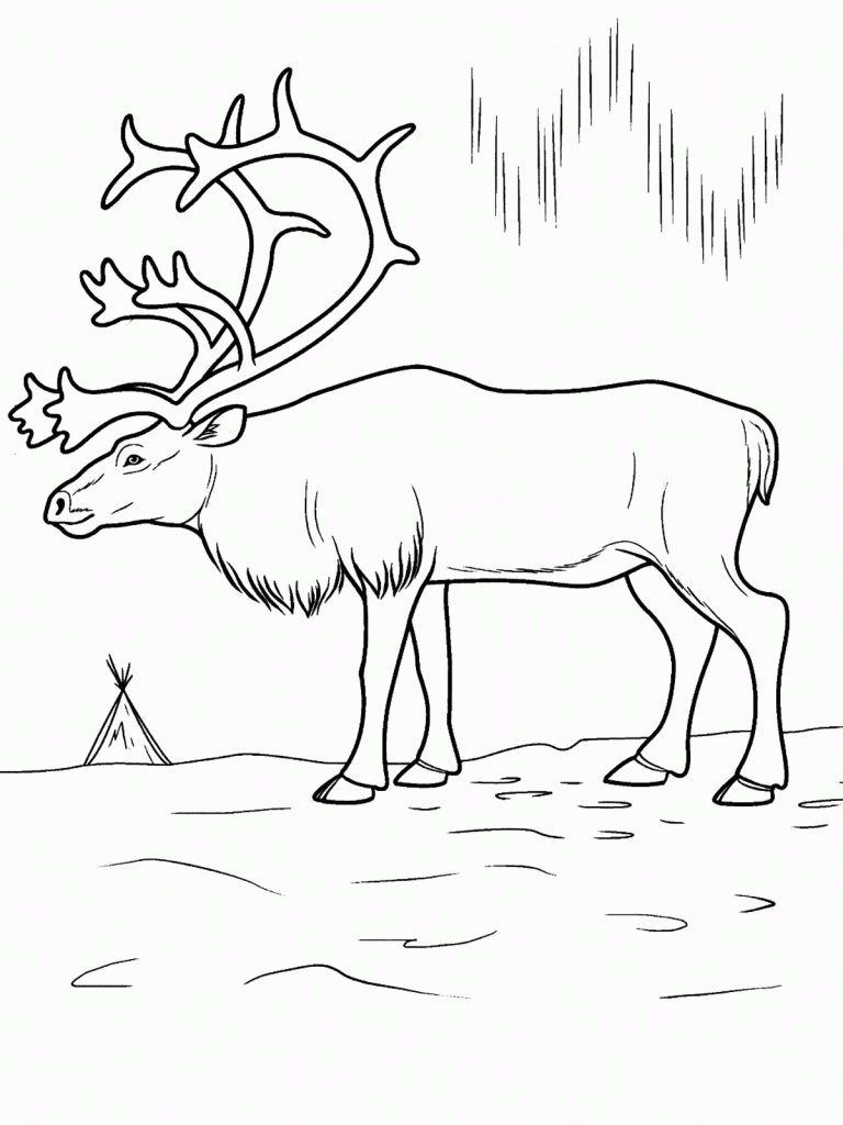 Tundra Reindeer With Large Antlers Coloring Page