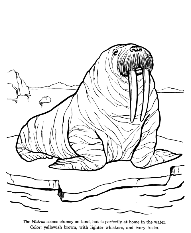 Walrus Coloring Page