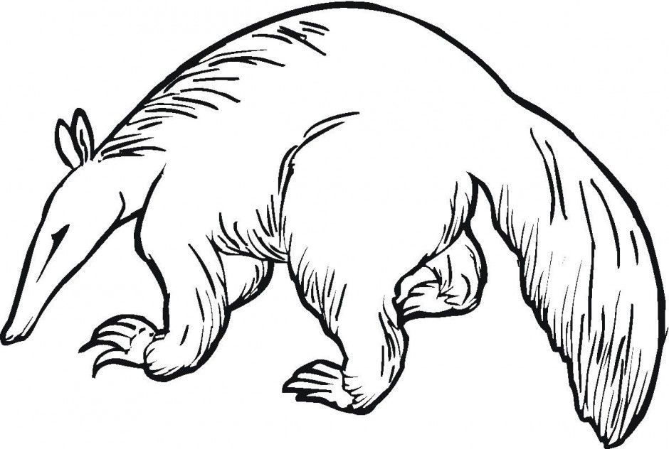 Anteater Grassland Animal Coloring Page