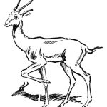 Antelope Grassland Animal Coloring Page