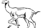 Antelope Grassland Animal Coloring Page