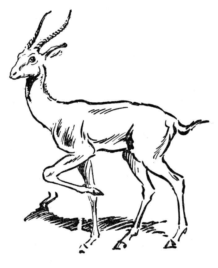 Antelope Grassland Animal Coloring Page