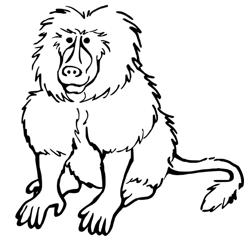 Baboon Grassland Animal Coloring Page