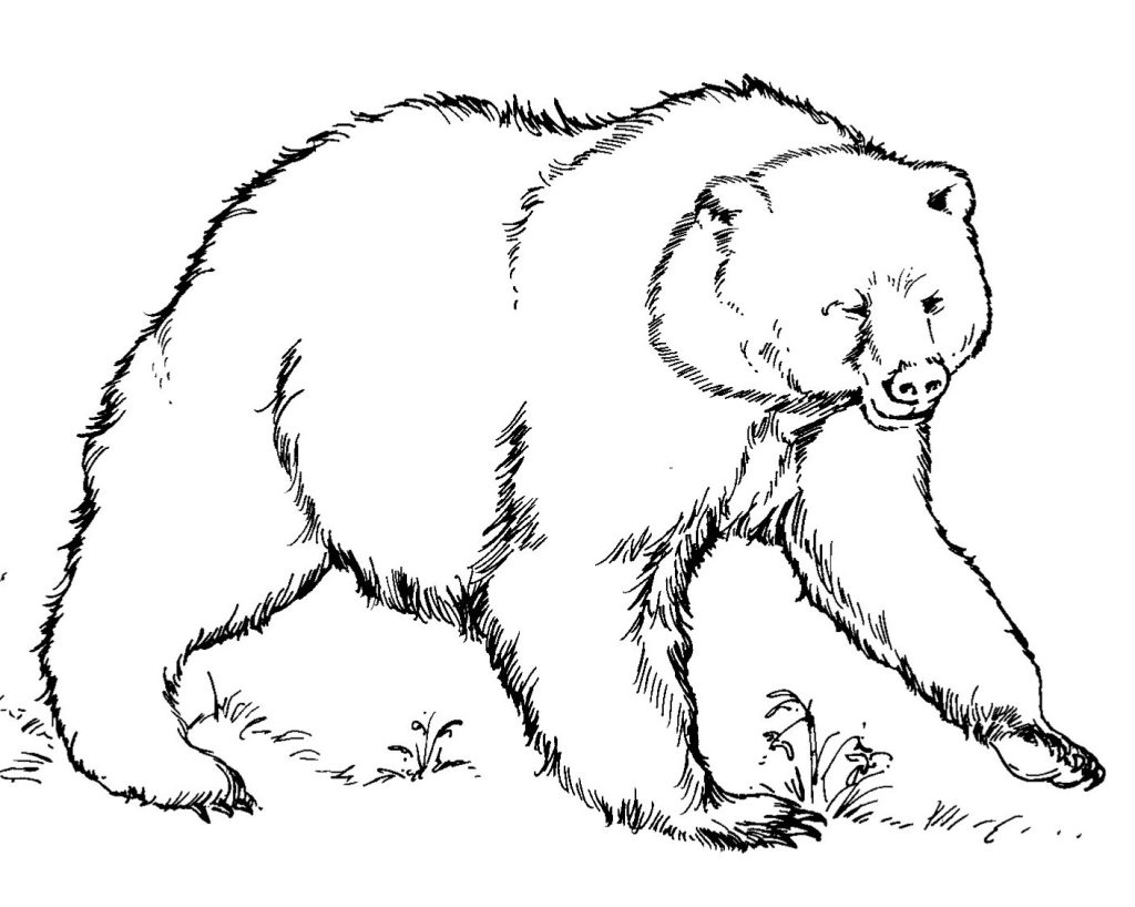 Bear Grassland Animal Coloring Page